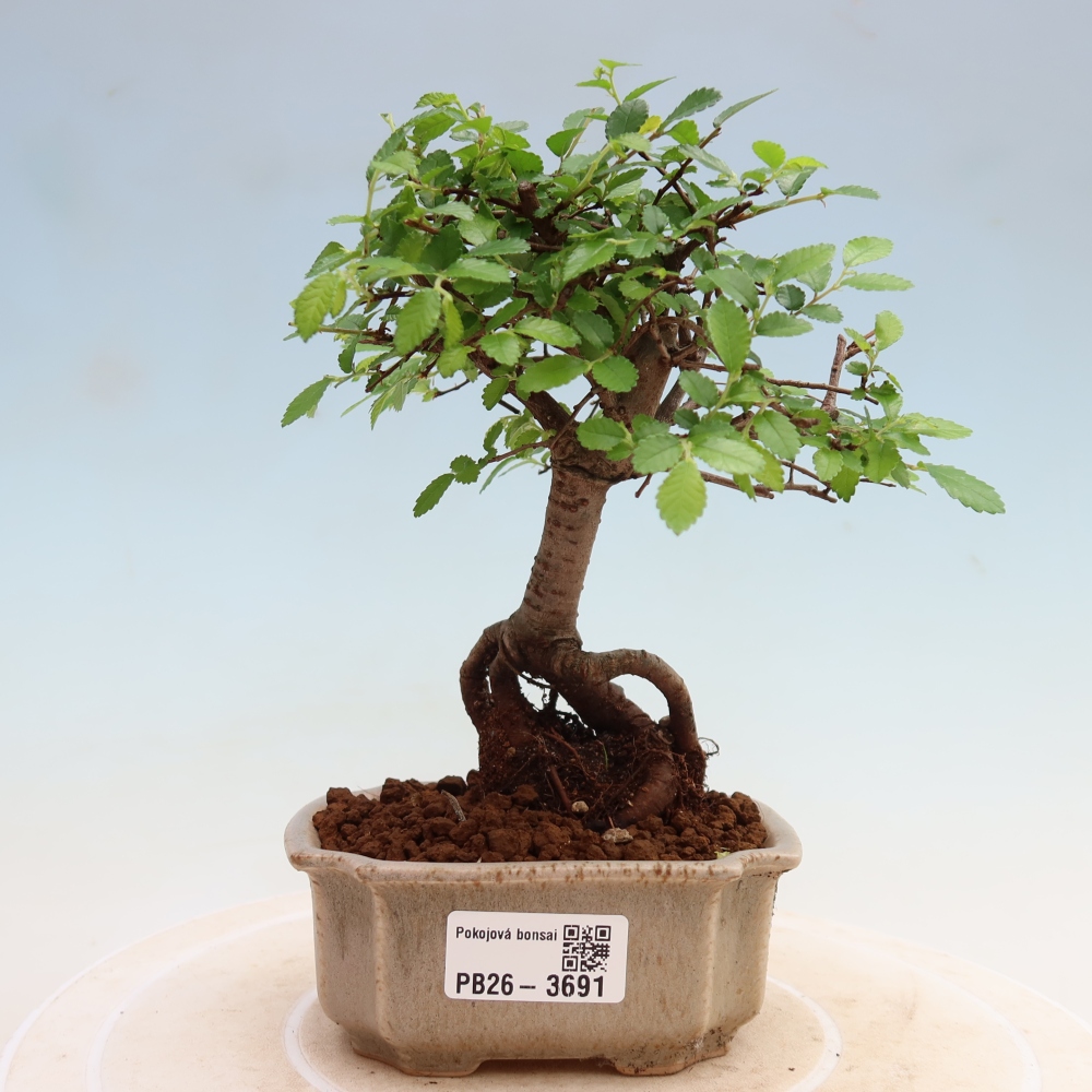 Zimmerbonsai - Ulmus parvifolia - Kleinblättrige Ulme
