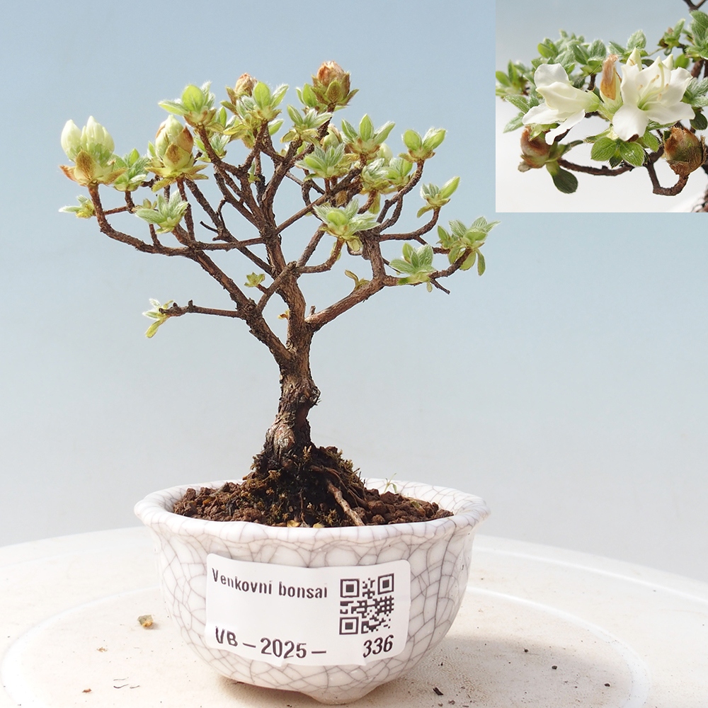 Outdoor-Bonsai - Rododendron indicum - Japanische Azalee