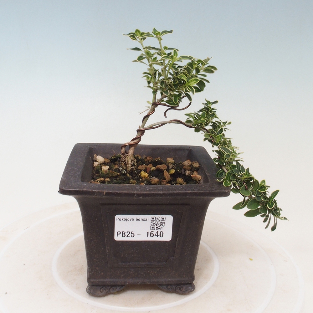 Zimmerbonsai - Serissa foetida Variegata - Baum der tausend Sterne