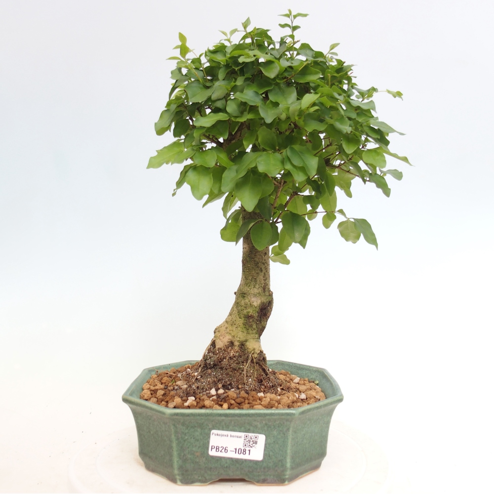 Zimmer Bonsai -Ligustrum chinensis - Vogelschnabel