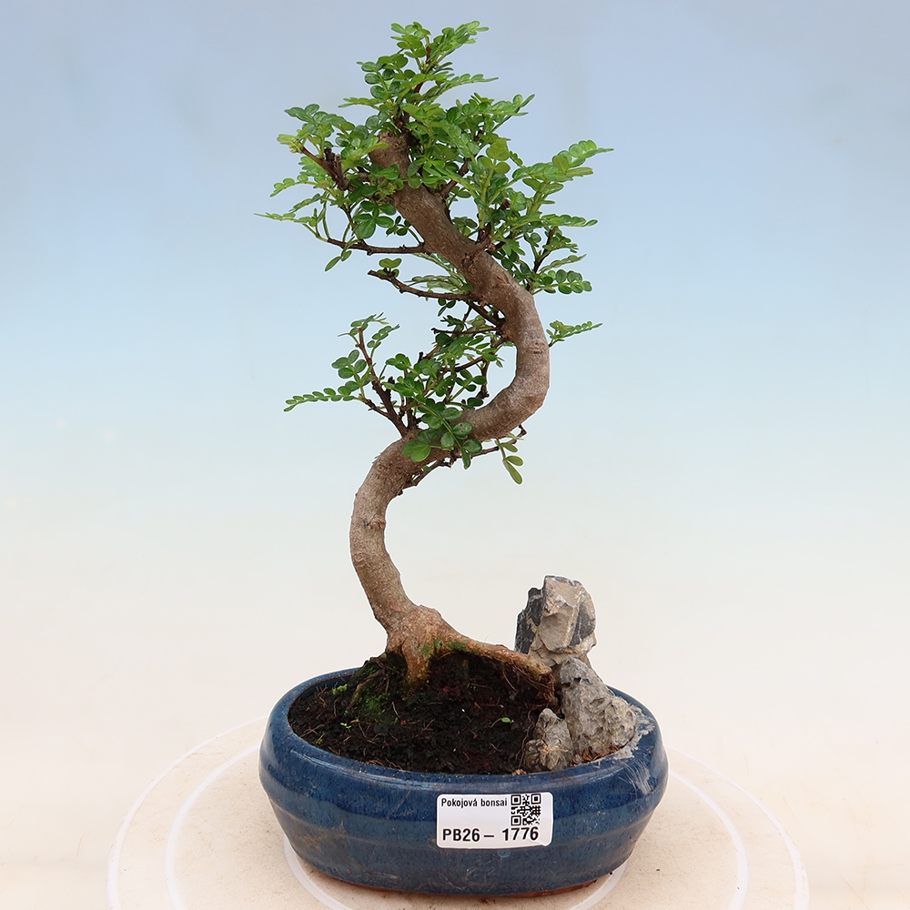 Zimmer Bonsai - Zantoxylum piperitum - Pfefferbaum