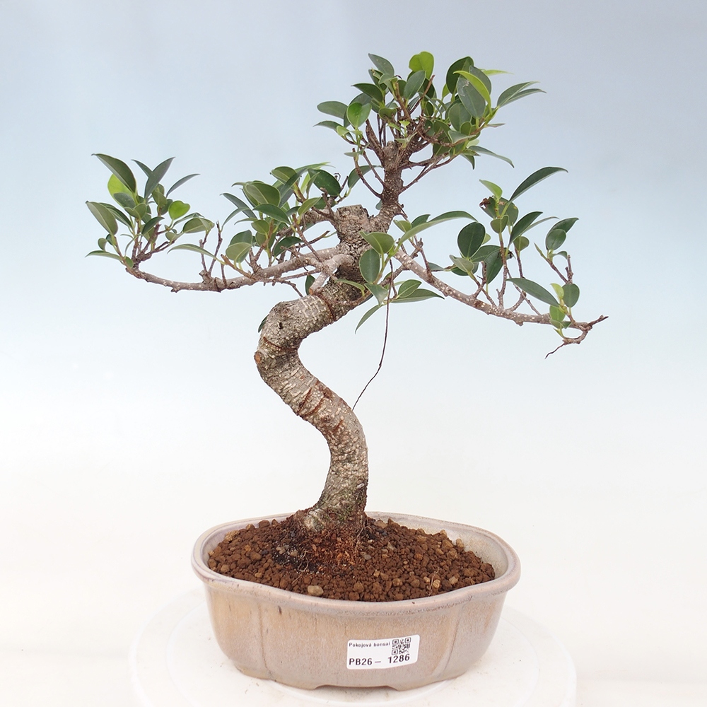 Zimmerbonsai - Ficus retusa - Kleinblättriger Ficus
