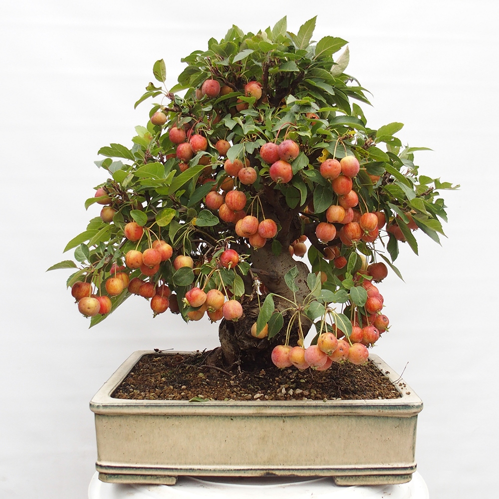 Bonsai im Freien - Malus halliana - Kleinfruchtiger Apfelbaum