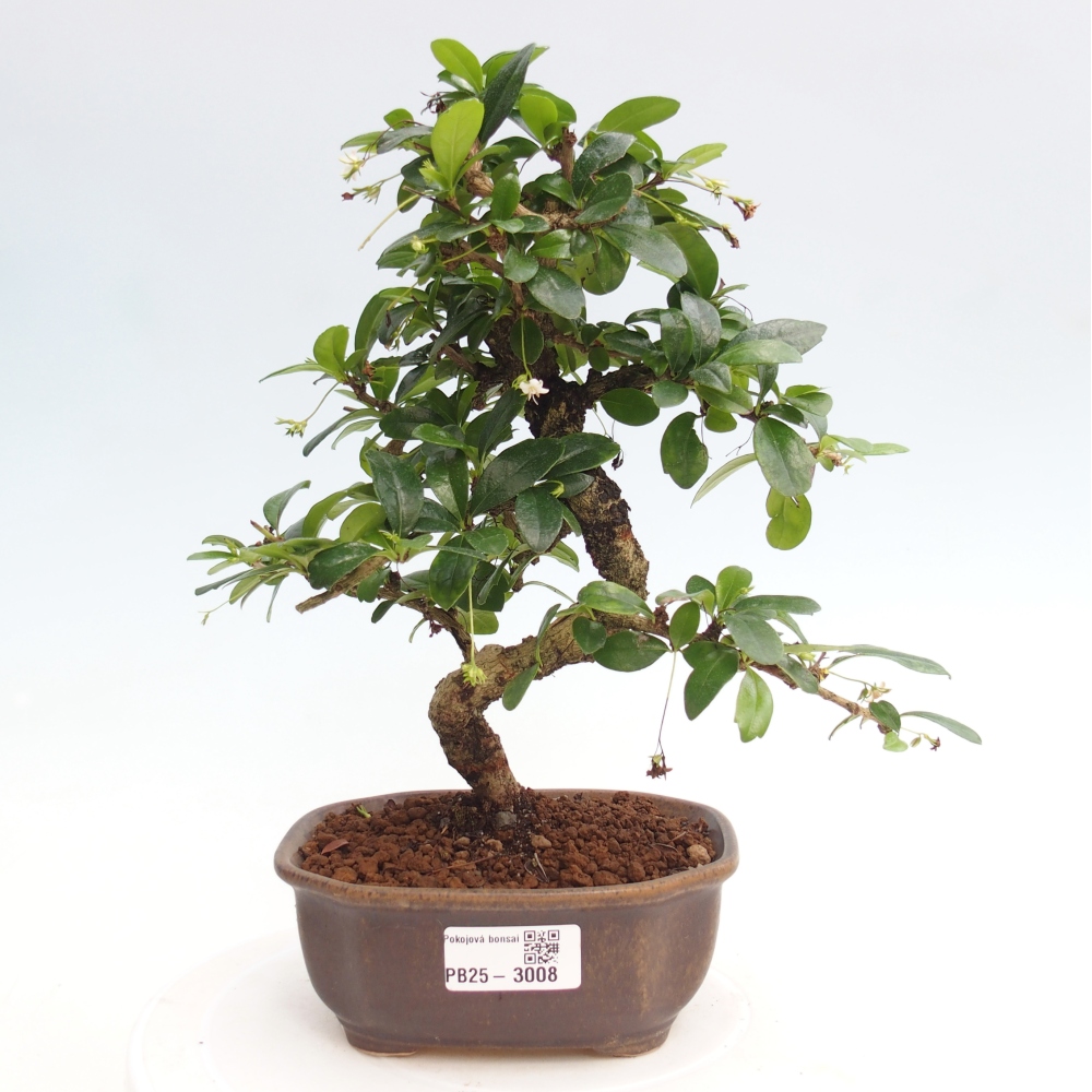 Zimmerbonsai - Carmona Macrophylla - Fuki-Tee