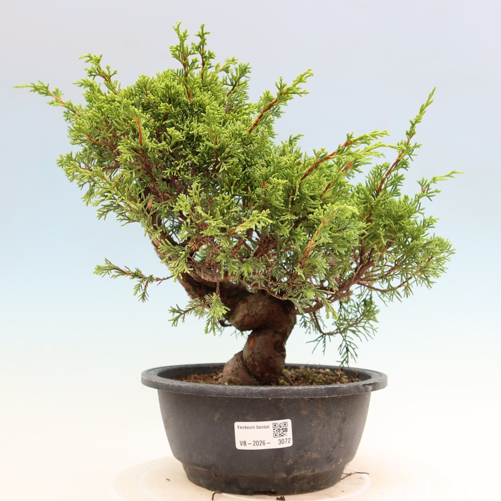 Bonsai für draußen - Juniperus chinensis Itoigawa-Juniperus chinensis