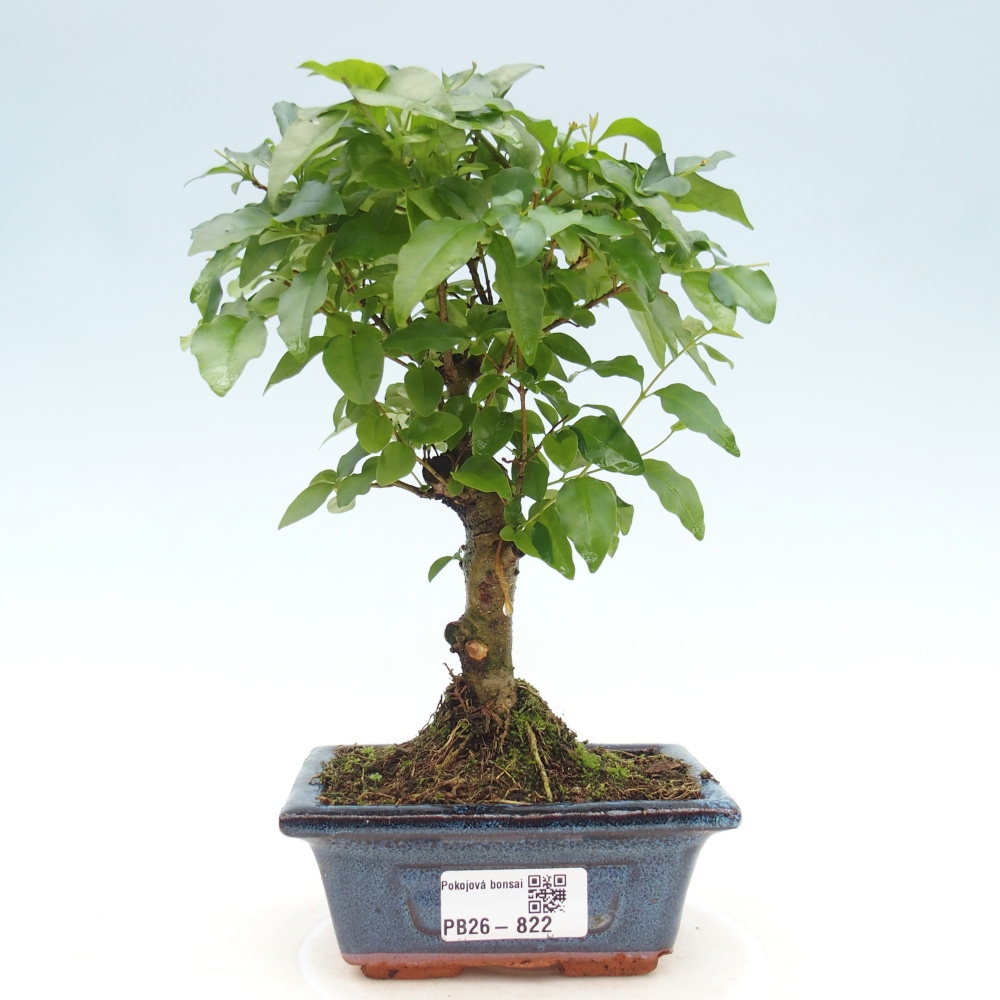 Zimmer Bonsai -Ligustrum chinensis - Vogelschnabel
