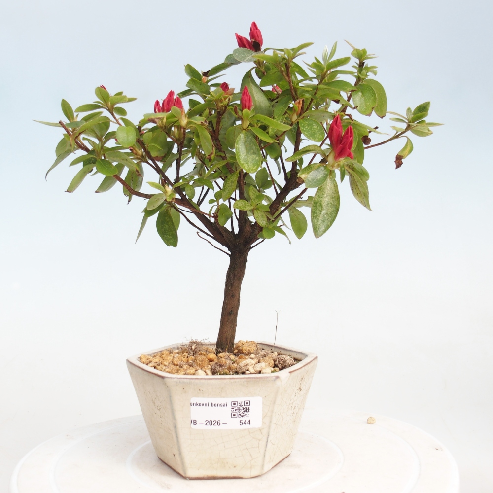 Bonsai für draußen - Japanische Azalee - Azalea sp.