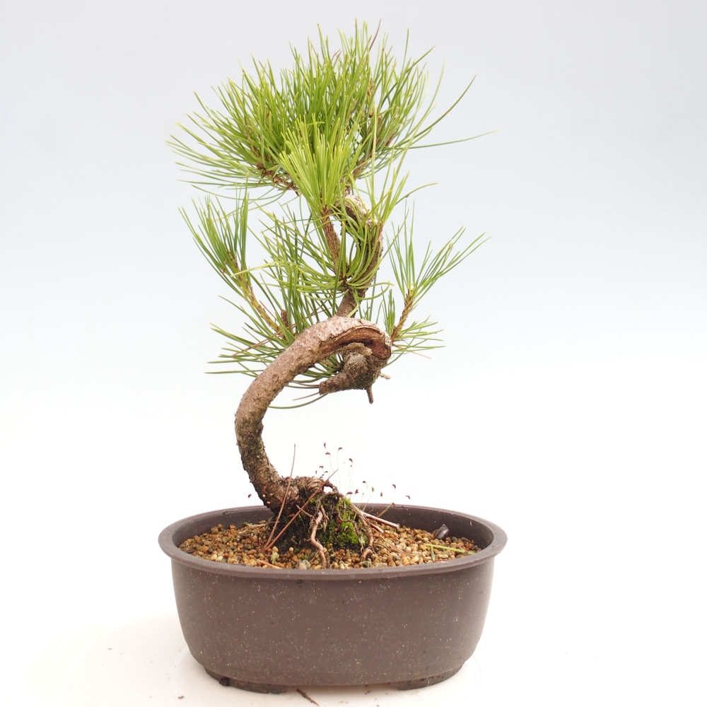 Bonsai im Freien - Pinus thunbergii - Thunbergia-Kiefer