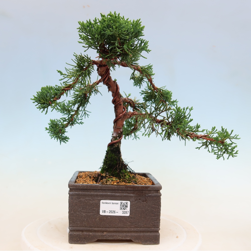Bonsai für draußen - Juniperus chinensis Kishu