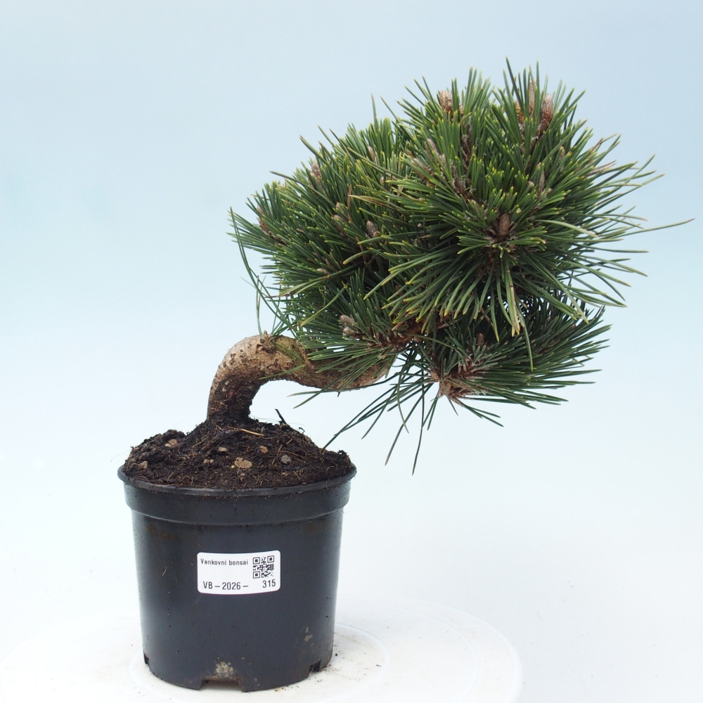 Bonsai für draußen - Pinus thunbergii senjyumaru - Thunberg-Kiefer