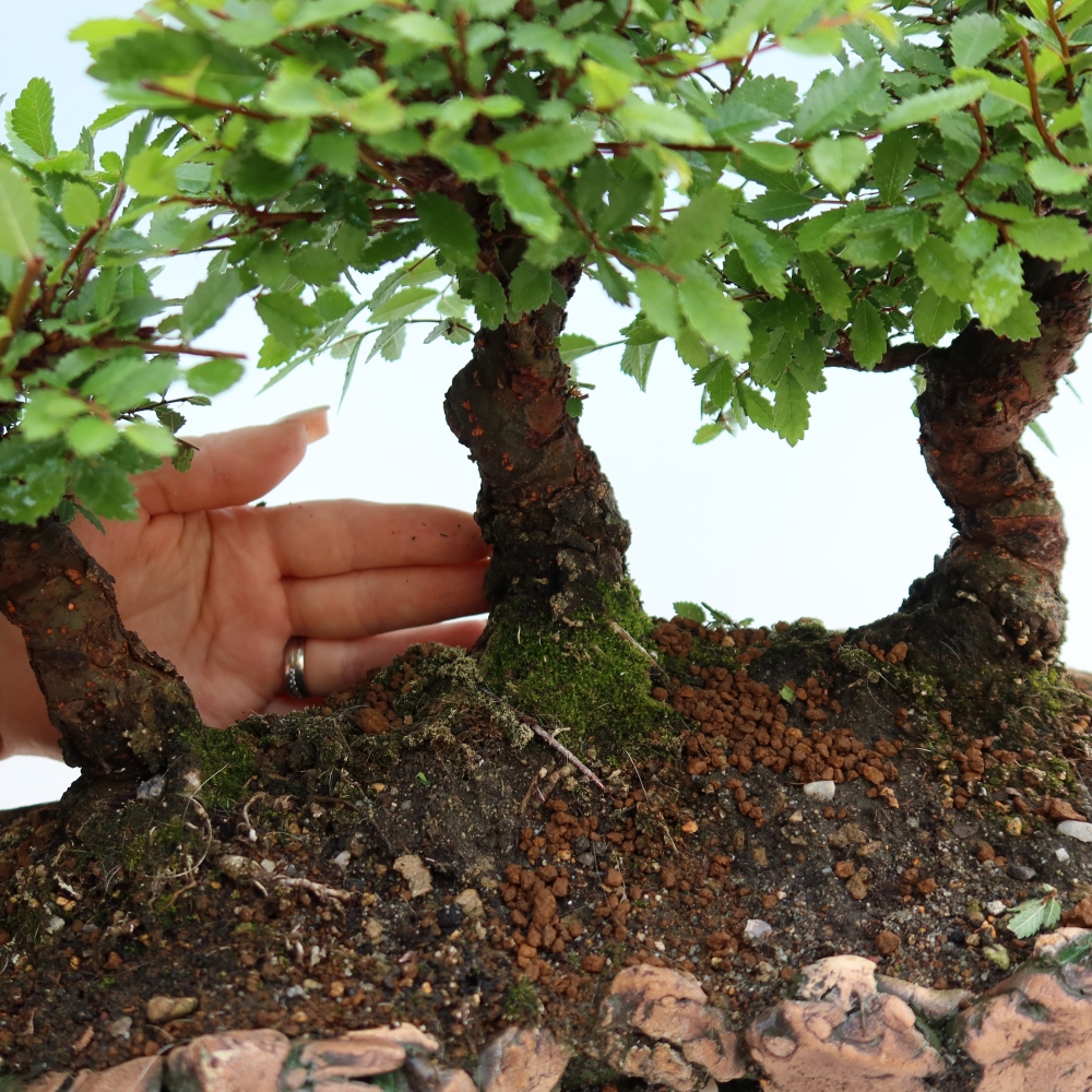 Bonsai für den Außenbereich – Zelkova – Zelkova NIRE – Wäldchen