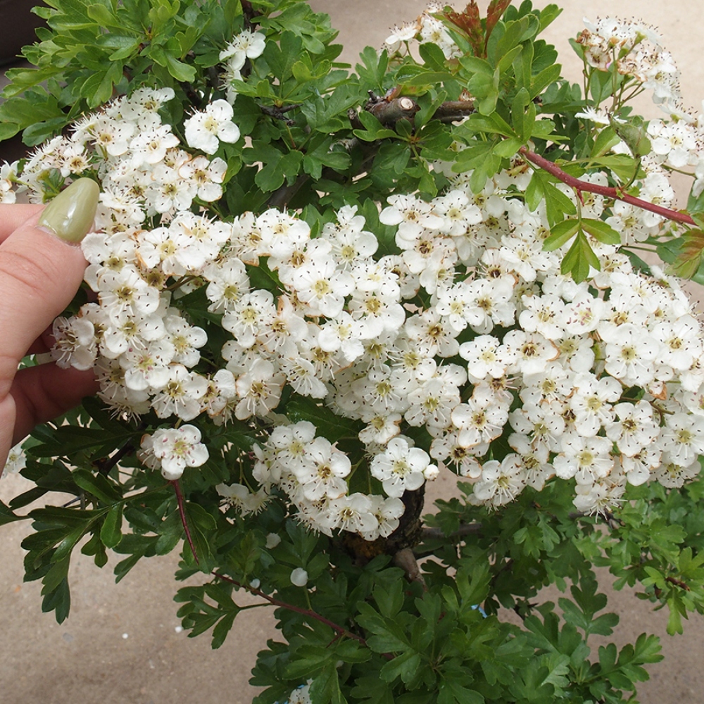 Bonsai im Freien - Weißdorn - Crataegus monogyna