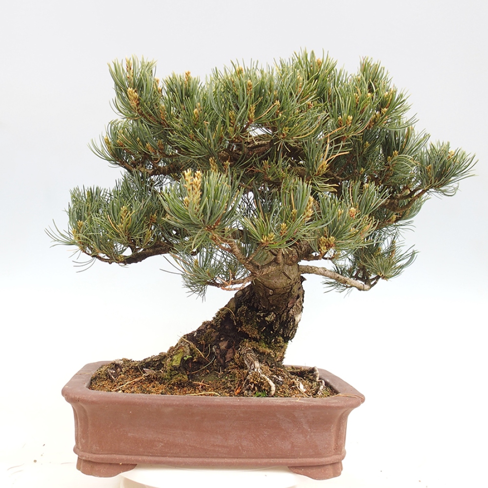 Bonsai für draußen - Pinus parviflora - Pinus parviflora