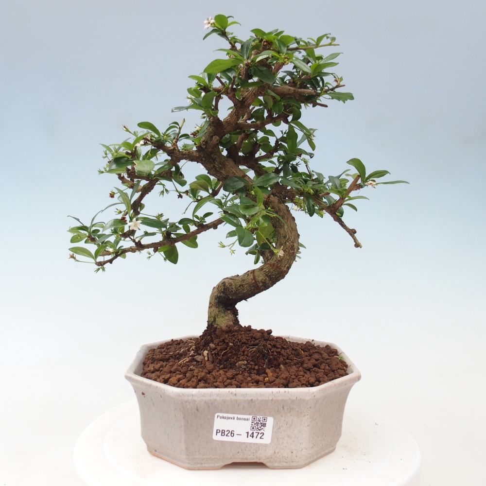 Zimmerbonsai - Carmona Macrophylla - Fuki-Tee