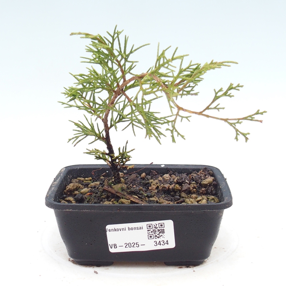 Bonsai für draußen - Juniperus chinensis Itoigawa