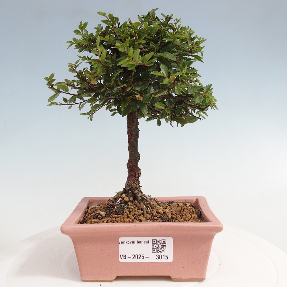 Bonsai im Freien - Ulmus parvifolia Sagei - Kleinblättrige Ulme