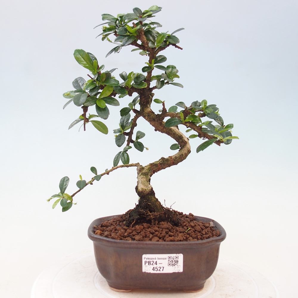 Indoor bonsai - Carmona macrophylla - Fuki tea