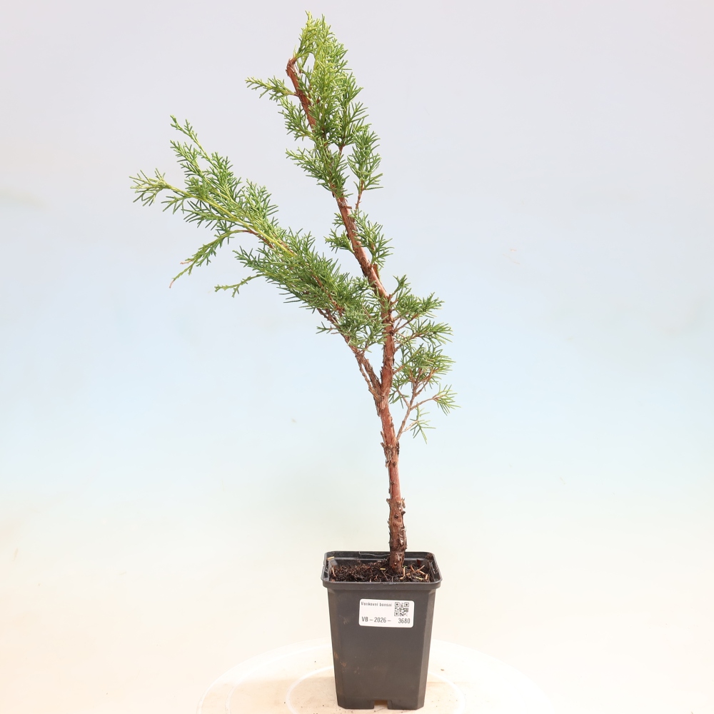 Bonsai für draußen - Juniperus chinensis Kishu