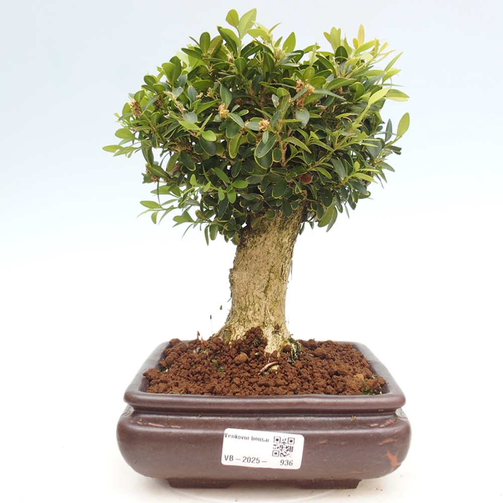 Outdoor-Bonsai - Buxus sempervirens - Buchsbaum