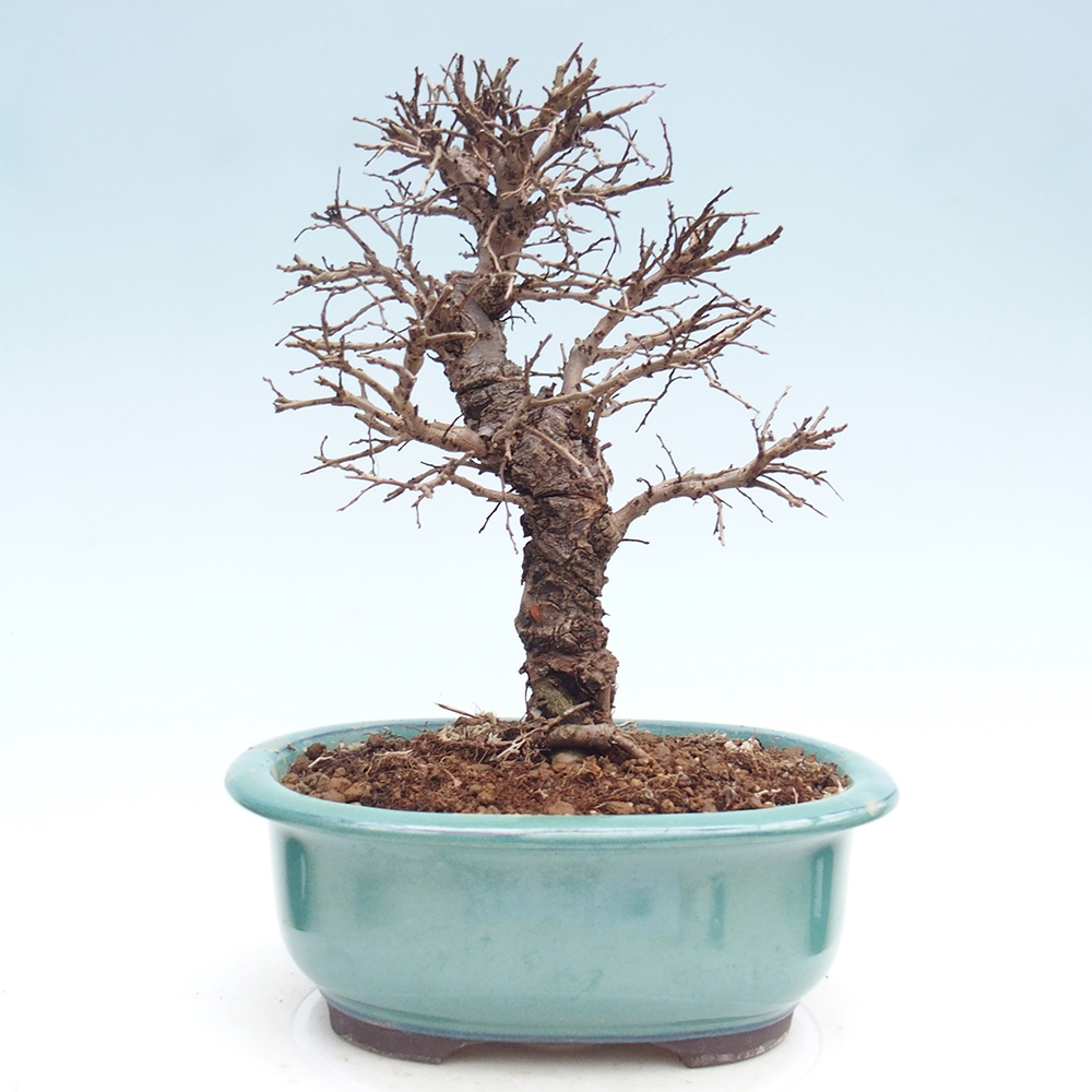 Bonsai für draußen - Zelkova - Zelkova NIRE
