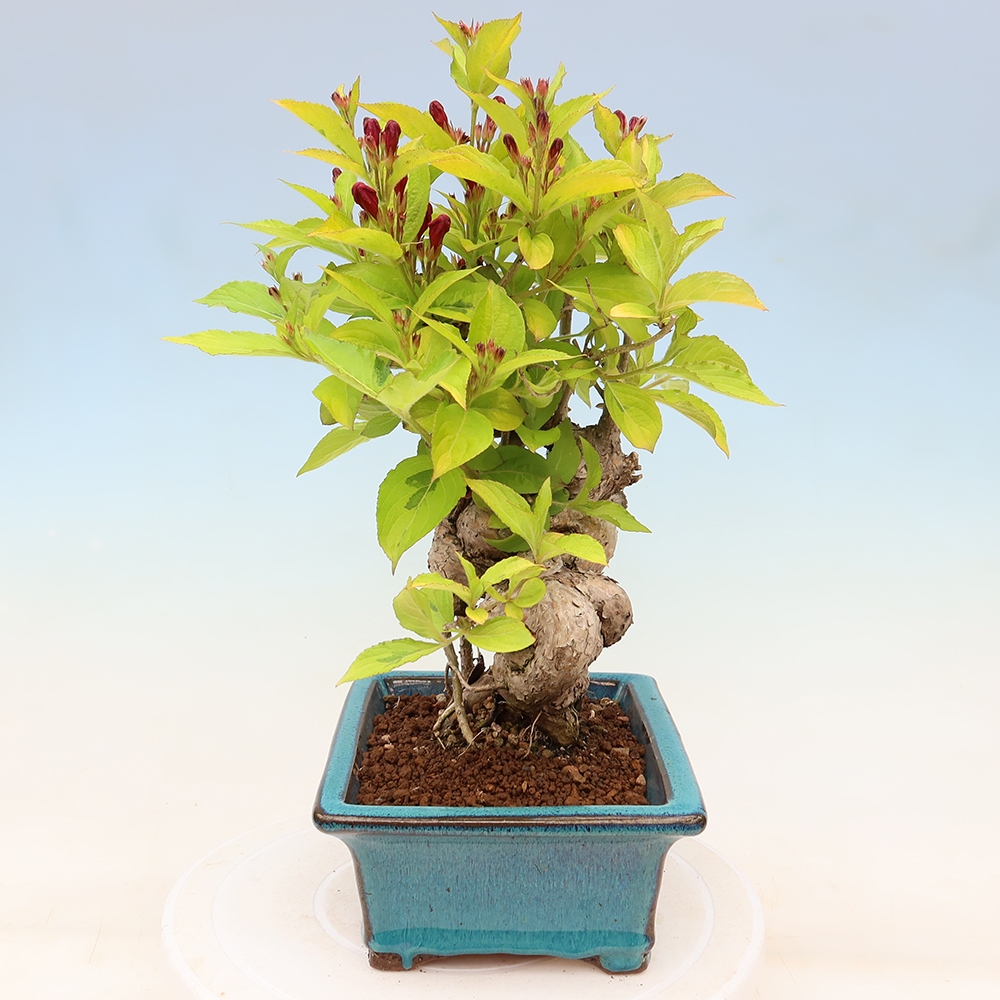 Freiland-Bonsai – Weigela subsessilis – Koreanische Weigela