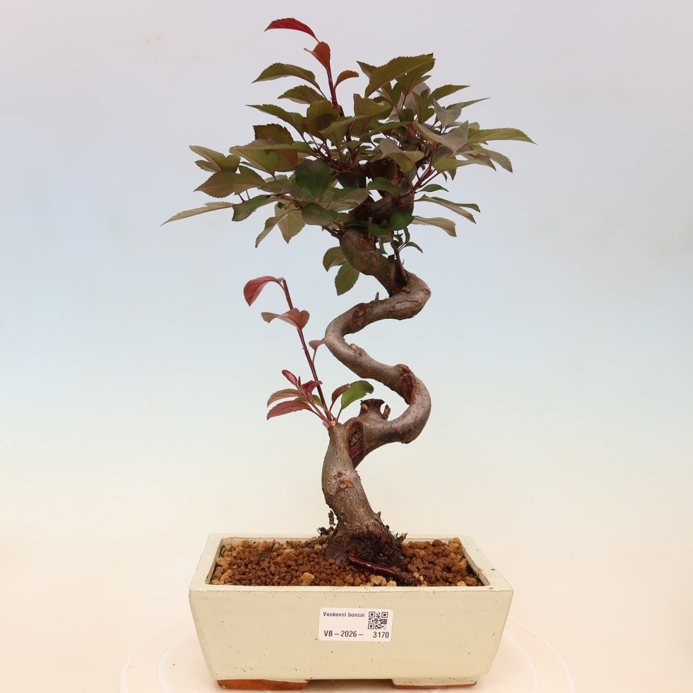 Outdoor-Bonsai -Malus domestica - Kleinfrüchtiger rotblättriger Apfelbaum