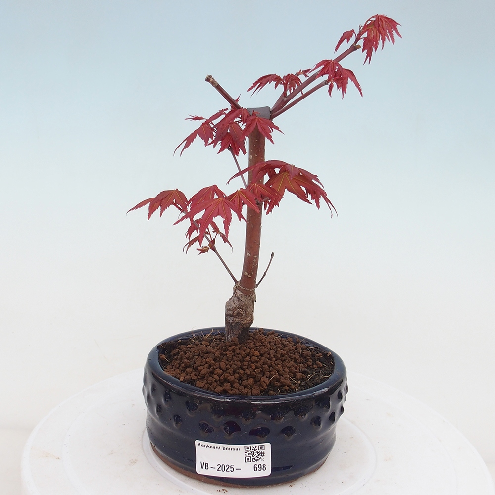 Outdoor bonsai - dlanitolistý klon - Acer palmatum DESHOJO