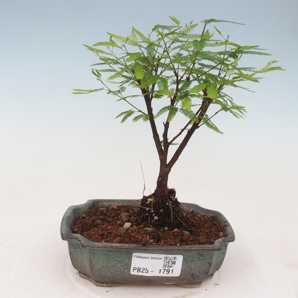 Zimmer Bonsai-Calliandra surinamensis Dixie Pink -Kaliandra von Suria