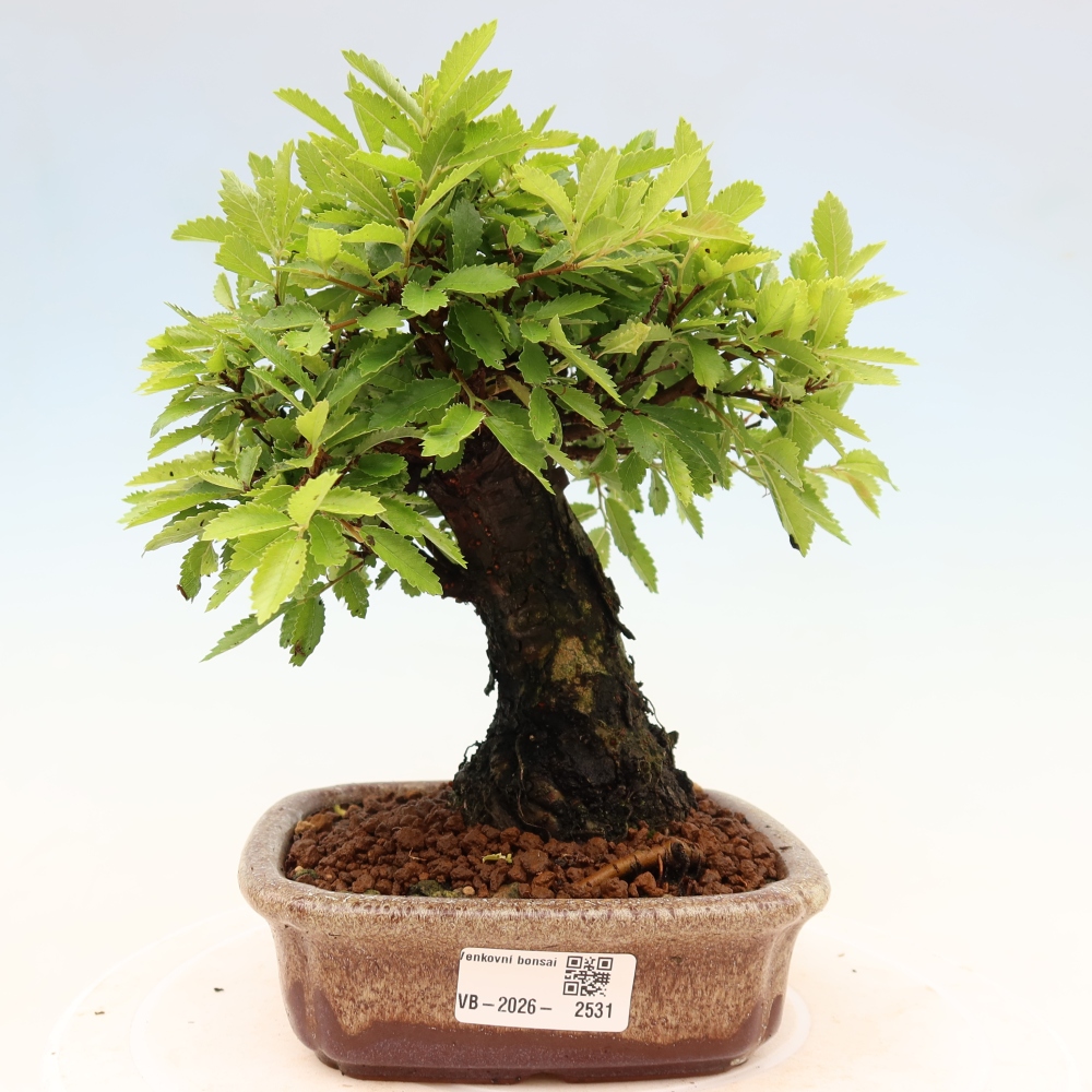 Bonsai für draußen - Zelkova - Zelkova NIRE