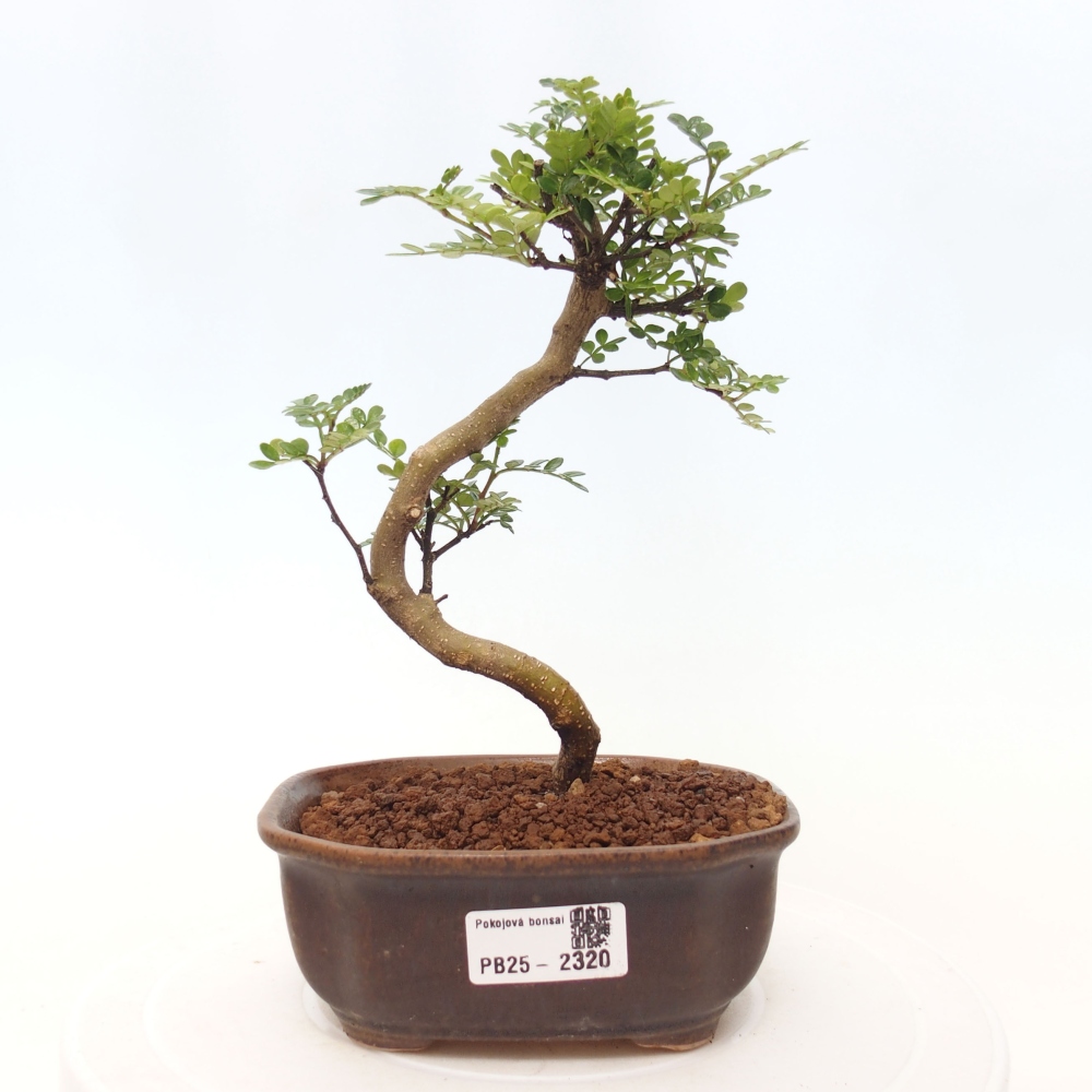 Zimmerbonsai - Zantoxylum piperitum - Pfefferminze