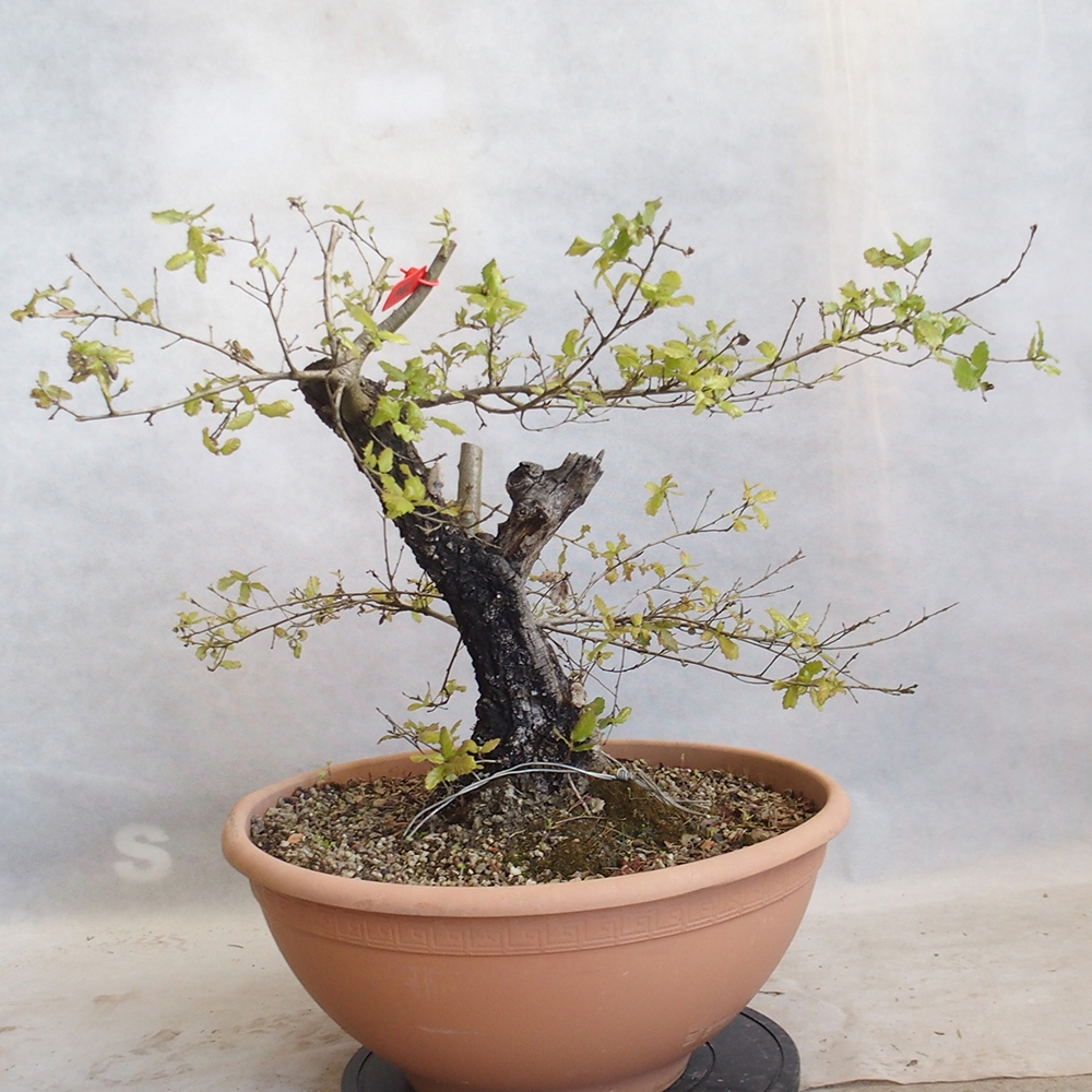 Freilandbonsai Quercus Cerris - Eiche Cer
