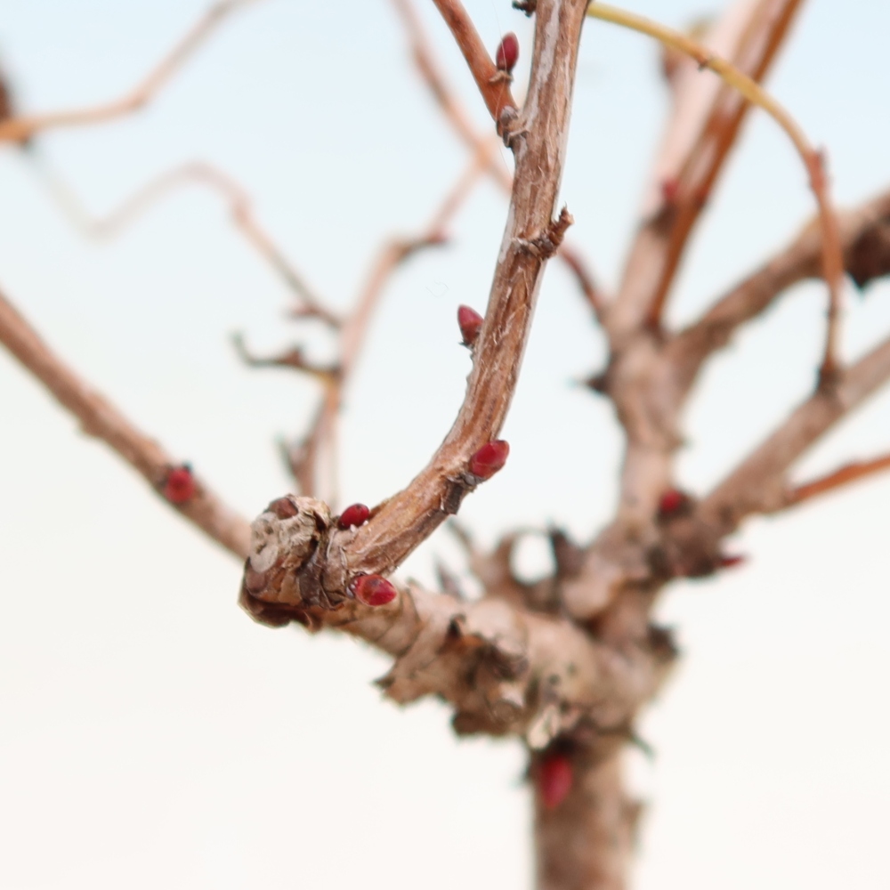 Bonsai für den Außenbereich – Stephanandra incisa – Gebogene Stephanandra