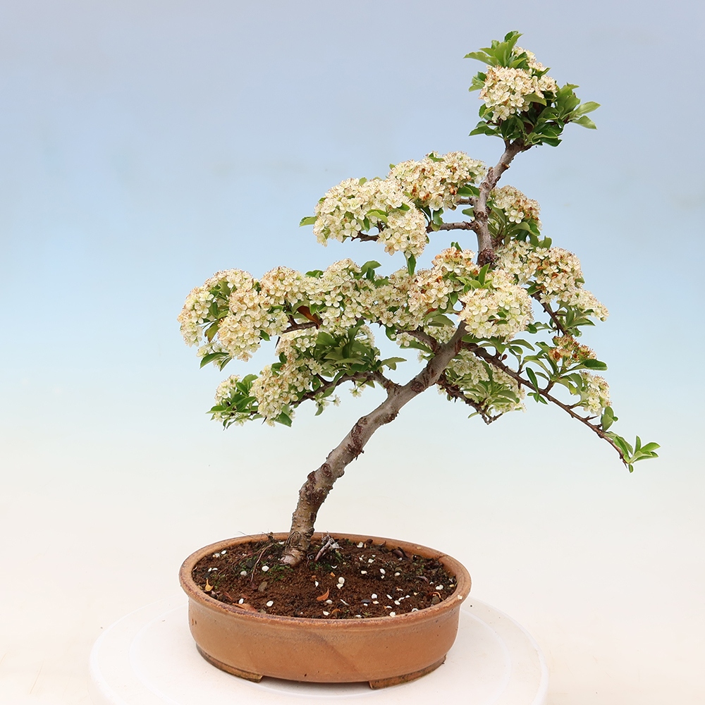 Bonsai für den Außenbereich – Pyracantha teton – Feuerdorn