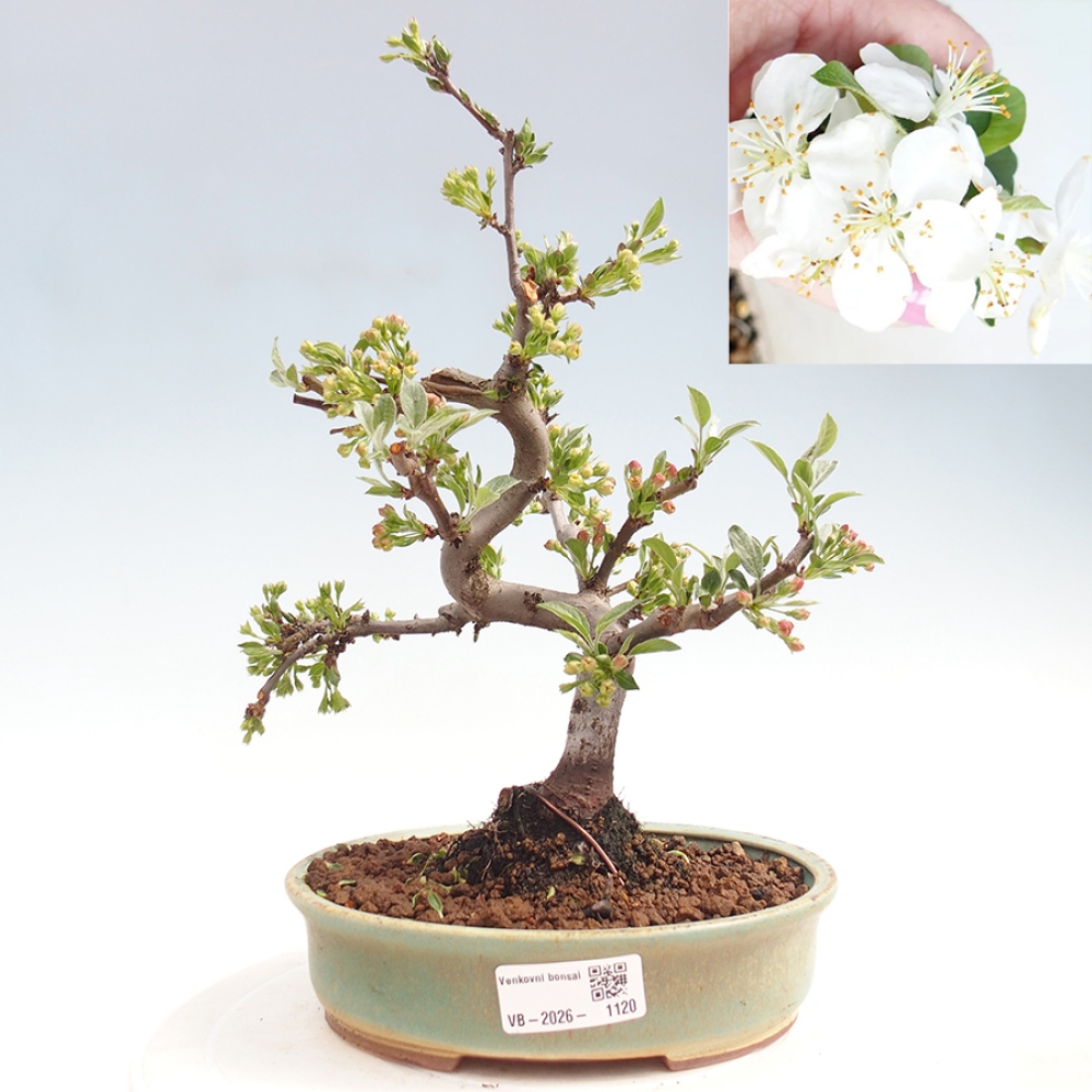 Outdoor Bonsai - Malus sargentii - Kleinfrüchtiger Apfelbaum