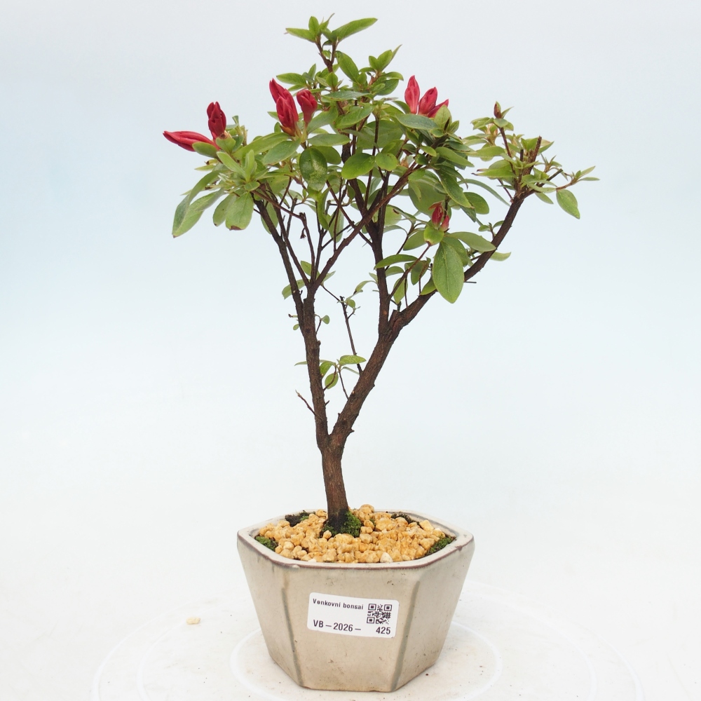 Bonsai für draußen - Japanische Azalee - Azalea sp.