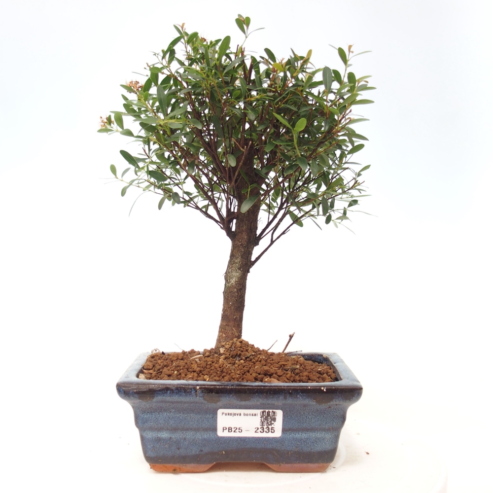 Zimmer Bonsai - Syzygium - Pimentovník