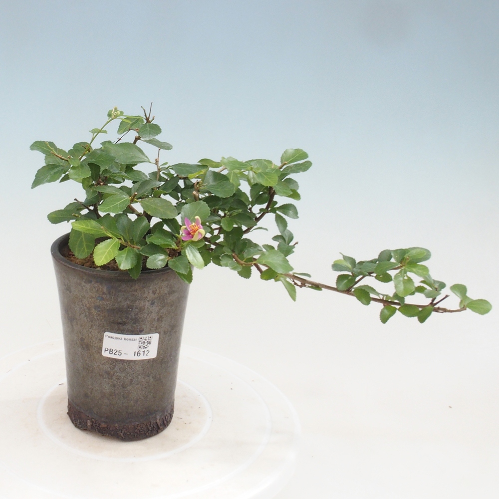 Zimmerbonsai - Grewia occidentalis - Lavendelstern