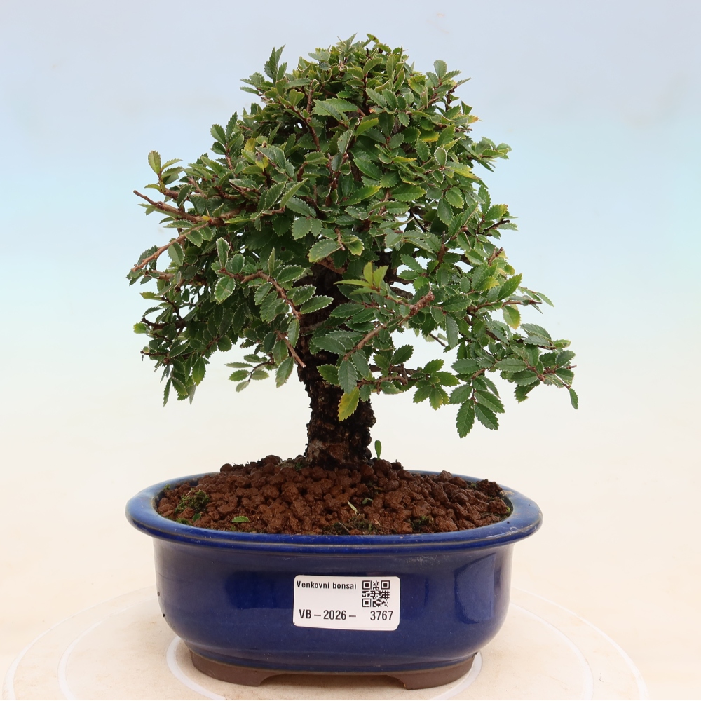 Bonsai für draußen - Zelkova - Zelkova NIRE