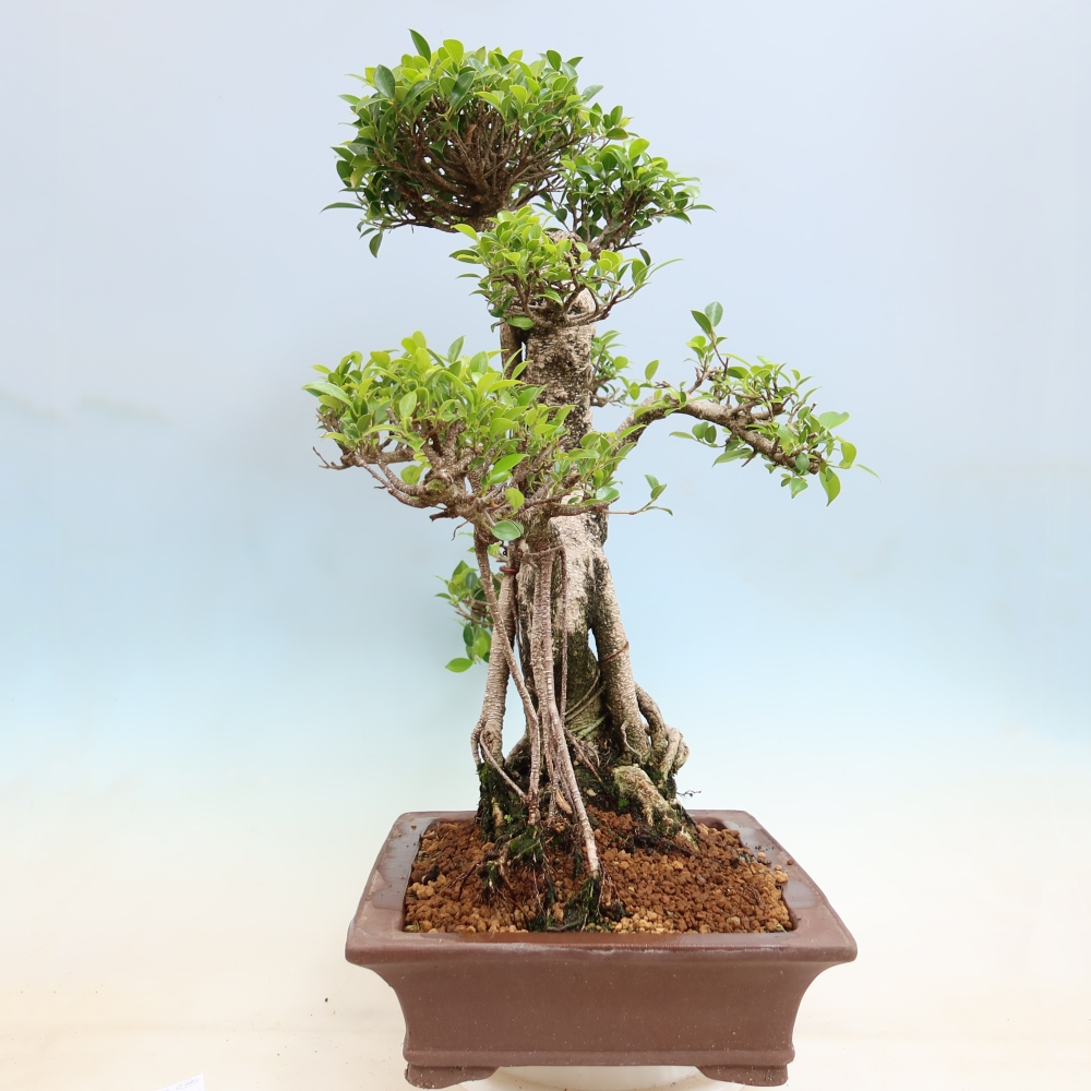 Zimmerbonsai - Ficus kimmen - Kleinblättriger Ficus