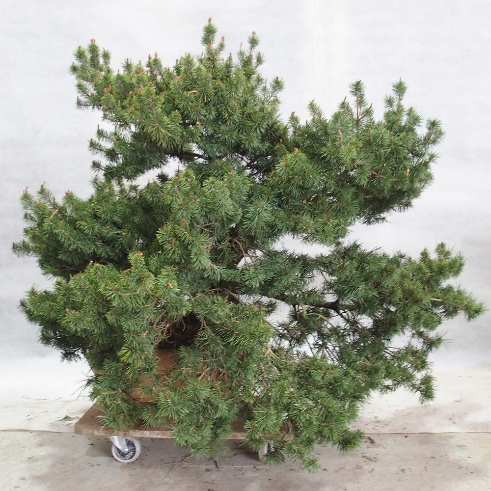 Yamadori - Pinus sylvestris 