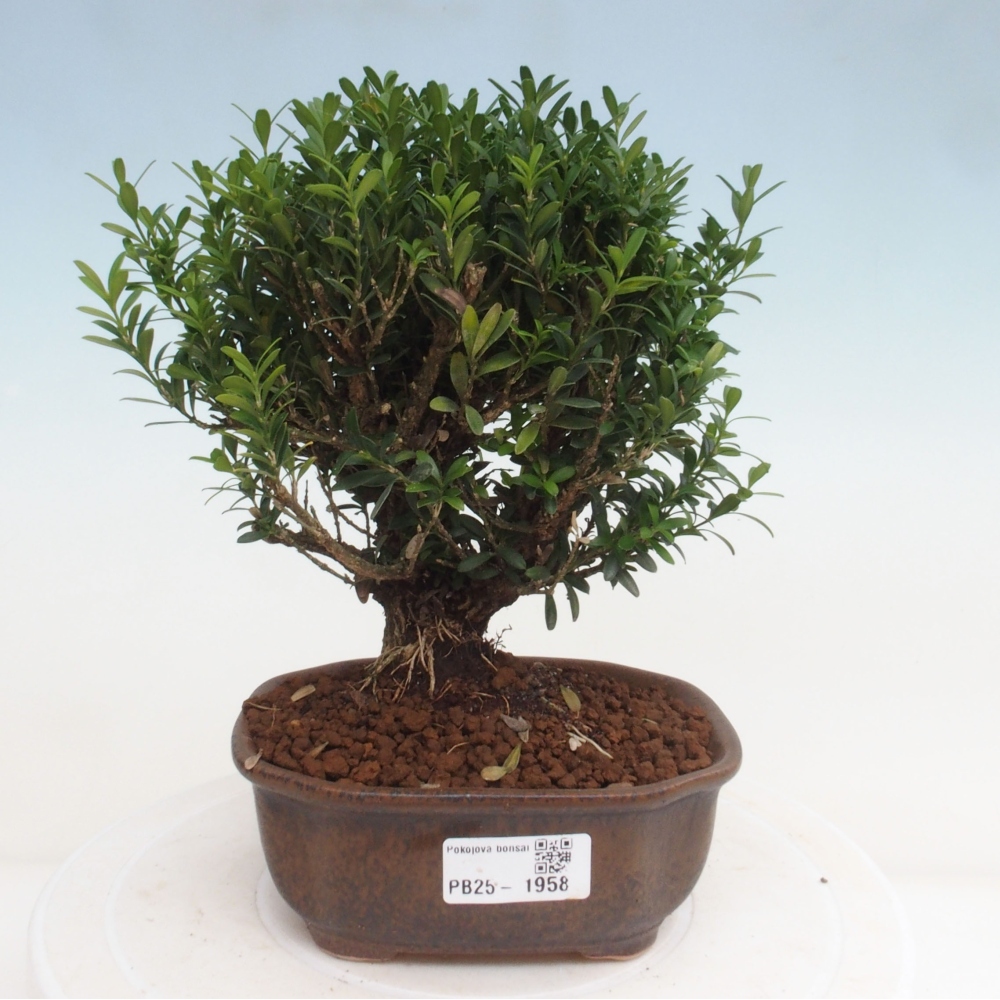 Zimmerbonsai - Buxus harlandii - Korkbuchsbaum