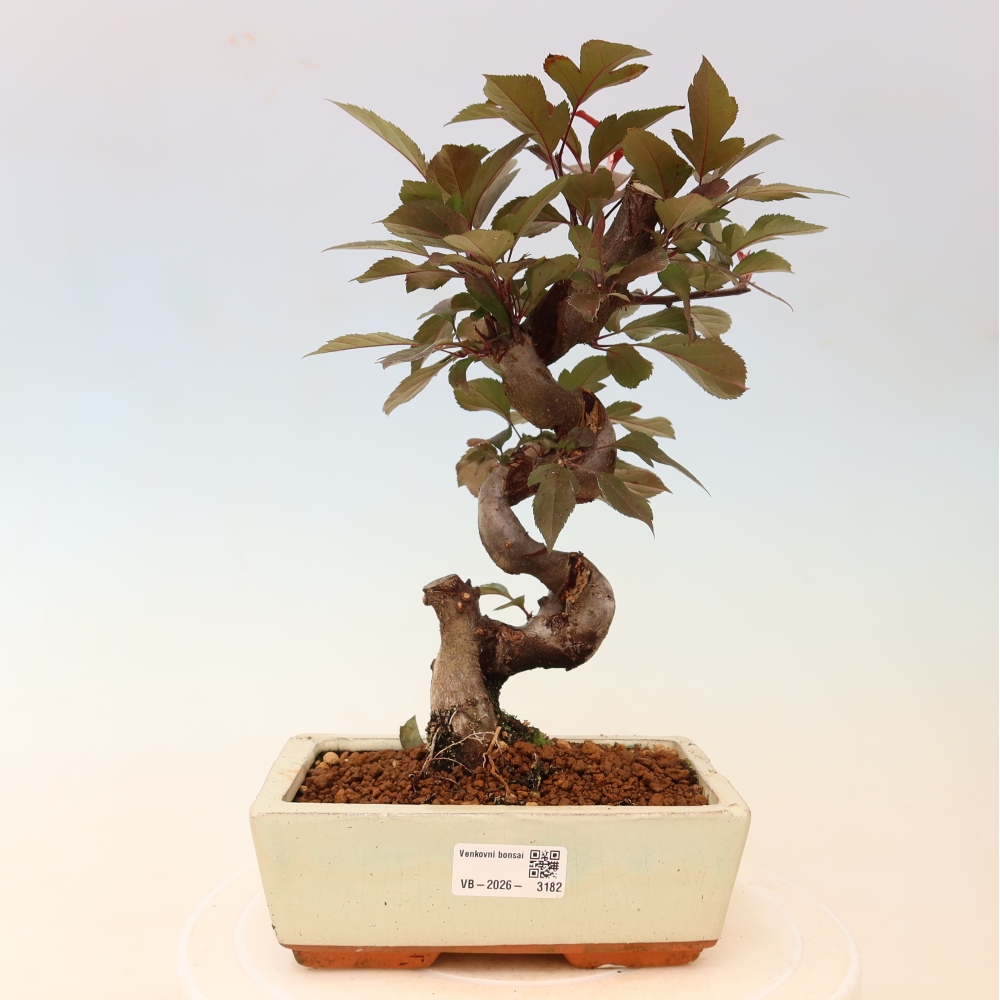 Outdoor-Bonsai -Malus domestica - Kleinfrüchtiger rotblättriger Apfelbaum