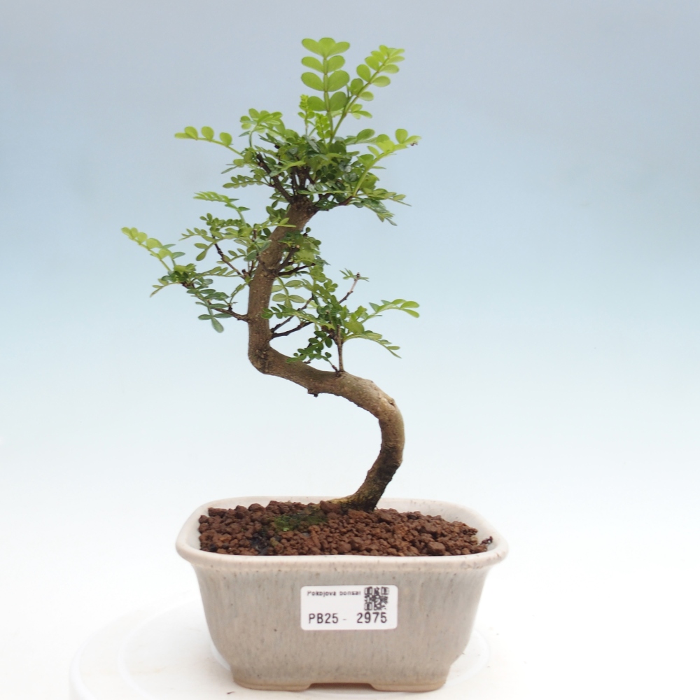 Zimmerbonsai - Zantoxylum piperitum - Pfefferminze