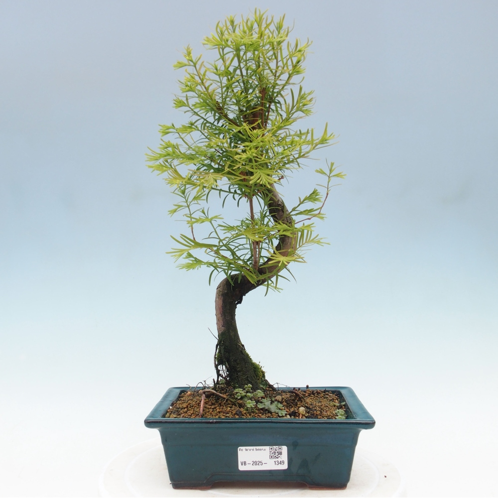 Bonsai im Freien - Metasequoia glyptostroboides - Chinesischer Metasequoia