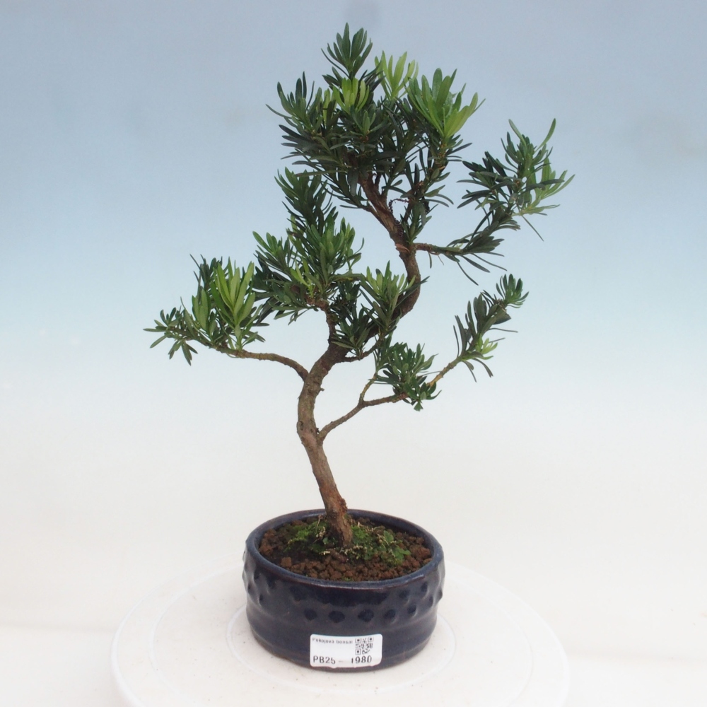 Indoor-Bonsai - Podocarpus - Stein tausend