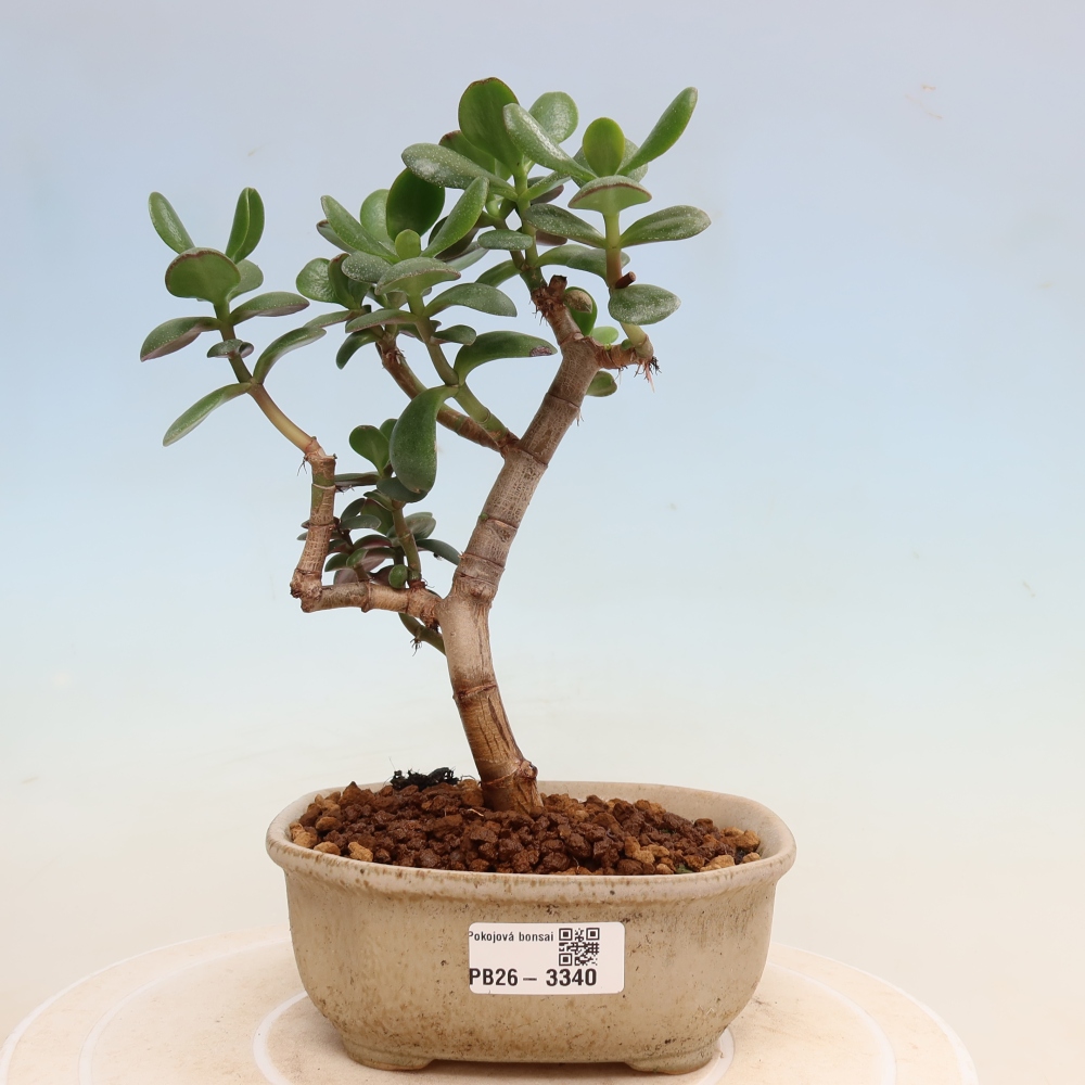 Zimmerbonsai – Eiförmige Dickblattpflanze – Crassula ovata