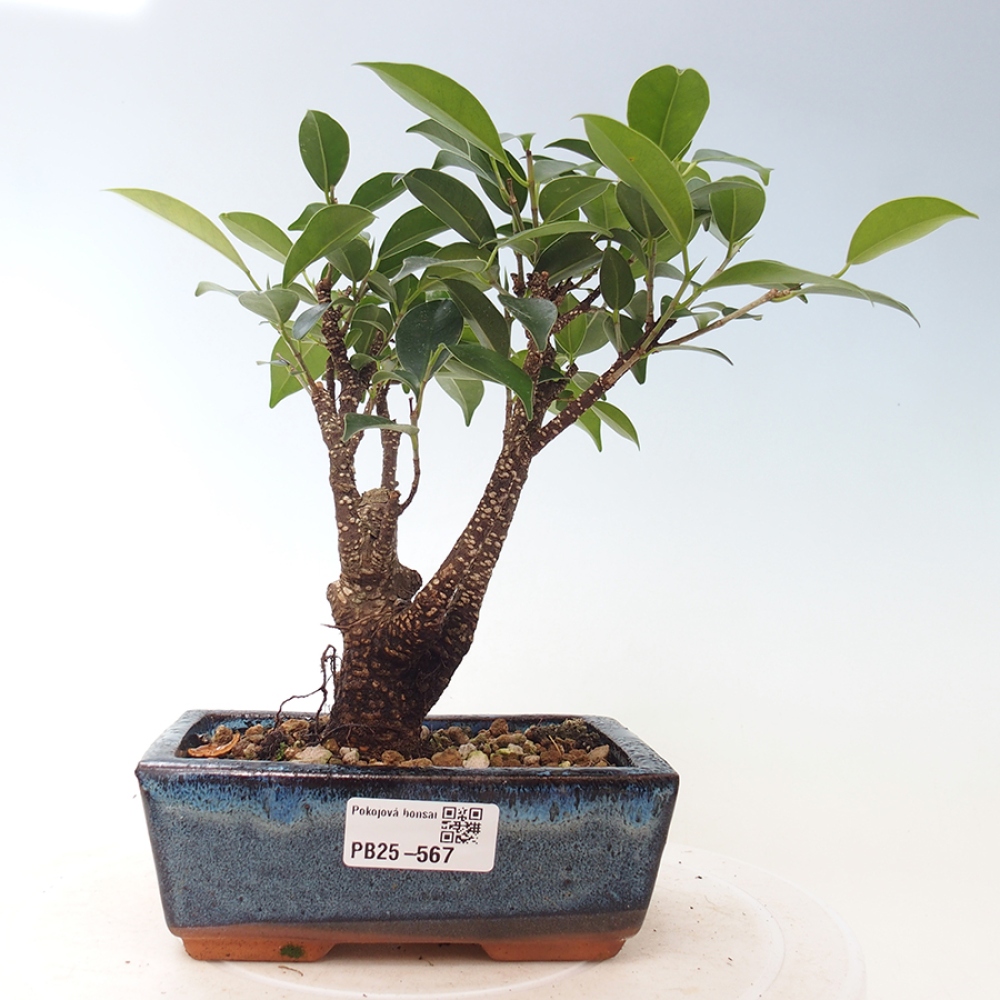 Zimmerbonsai - Ficus retusa - kleinblättriger Ficus