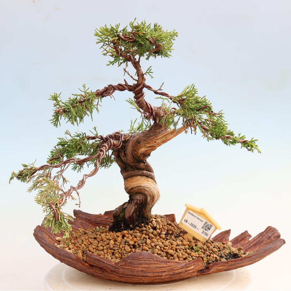 Bonsai für draußen - Juniperus chinensis Itoigawa-Juniperus chinensis
