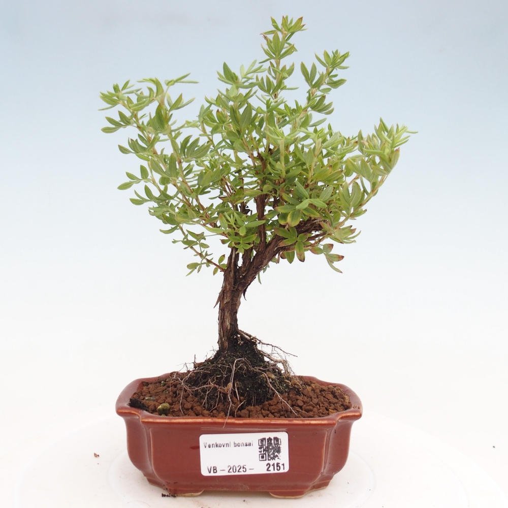 Outdoor-Bonsai-Fingerkraut - Potentila fruticosa gelber Vogel