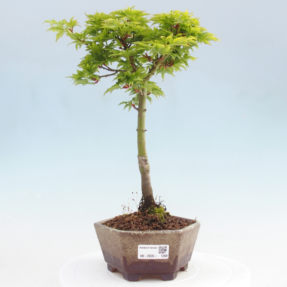 Bonsai für draußen -Javor-Palme Acer palmatum Shishigashira